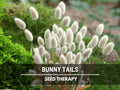 Bunny Tails Seeds – Heirloom Ornamental Grass, Hare’s Tail, Perfect for Cut Flowers and Arrangements, Soft Texture | 50 Seeds