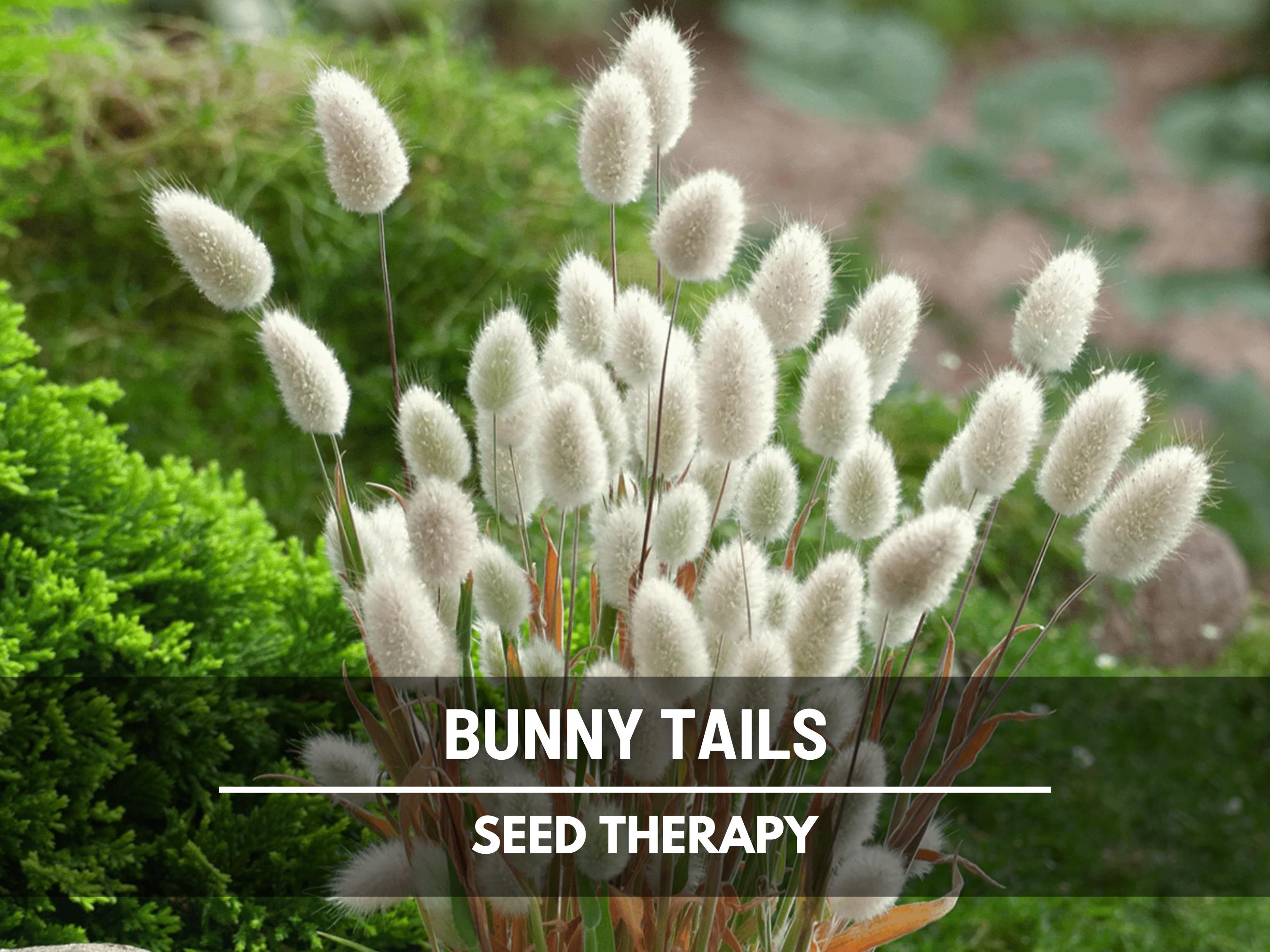 Bunny Tails Seeds – Heirloom Ornamental Grass, Hare’s Tail, Perfect for Cut Flowers and Arrangements, Soft Texture | 50 Seeds