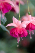 20pcs/pack, Fuschia Seeds Flowers Seeds DG004