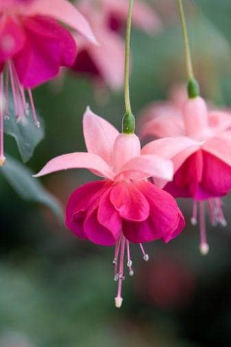 20pcs/pack, Fuschia Seeds Flowers Seeds DG004
