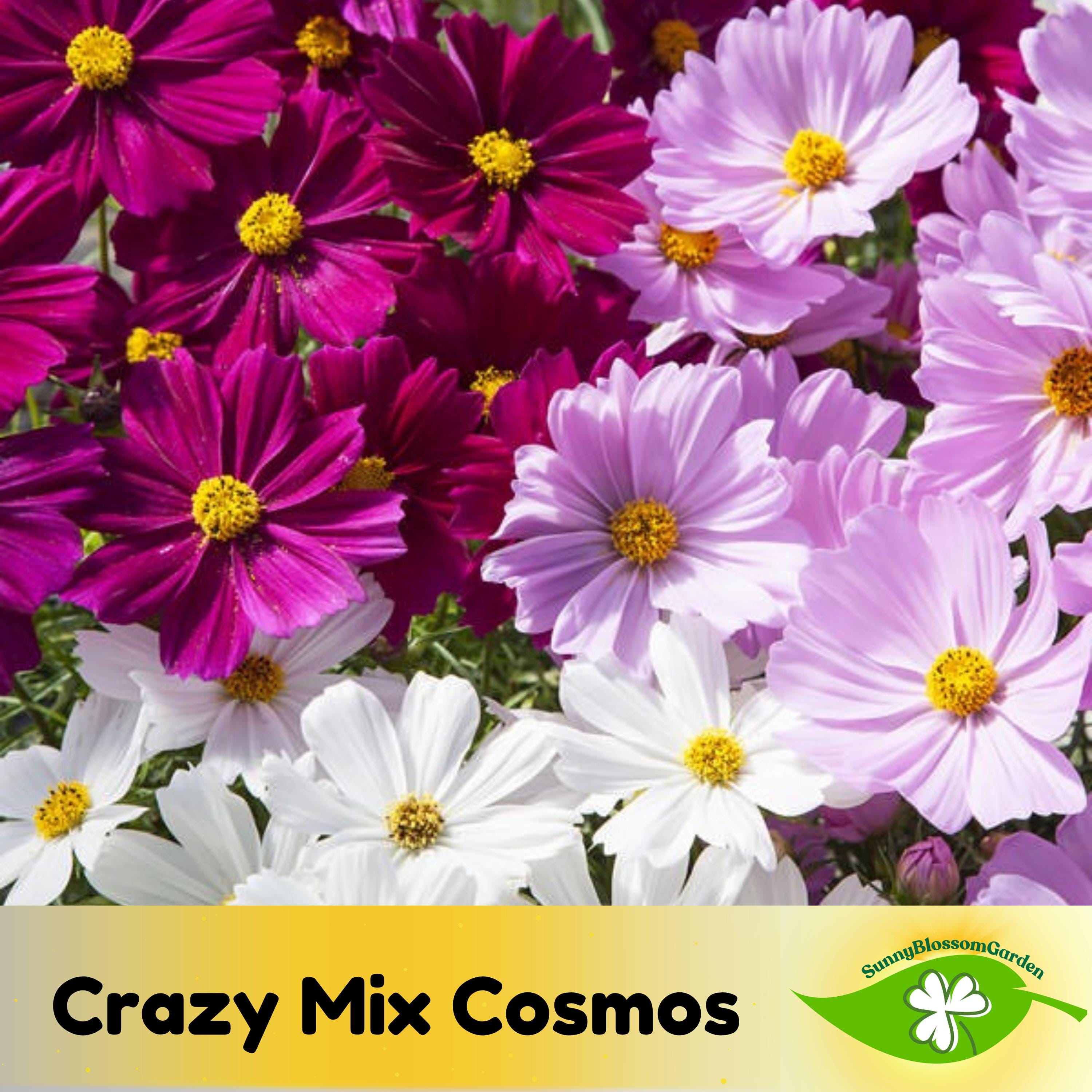 25+ Seeds| Crazy Mix Cosmos Seeds - Annual - Flowering - Fast Growing - Pollinator Friendly - Cosmos Season - Bloom in Summer to Fall #L001