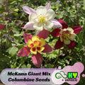 McKana Giant Mix Columbine Seeds - Cold Resistant - Deciduous - Potted - Attracts pollinators - Plant in Late Summer to Early Fall - #106
