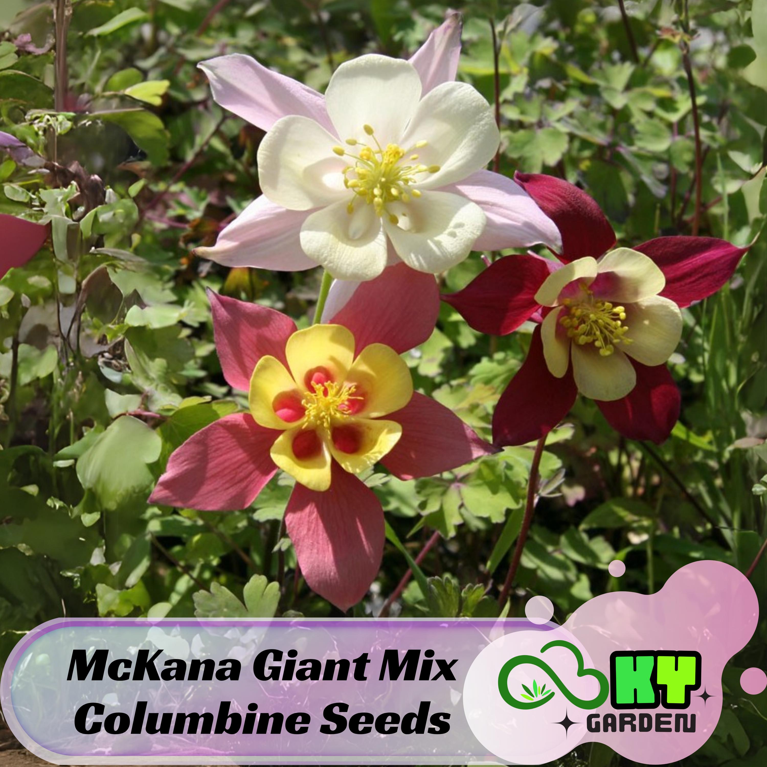 McKana Giant Mix Columbine Seeds - Cold Resistant - Deciduous - Potted - Attracts pollinators - Plant in Late Summer to Early Fall - #106