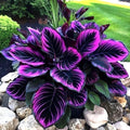 25 Purple Tip Calathea Seeds, Rare Tropical Foliage, Indoor Houseplant or Shaded Outdoor Garden