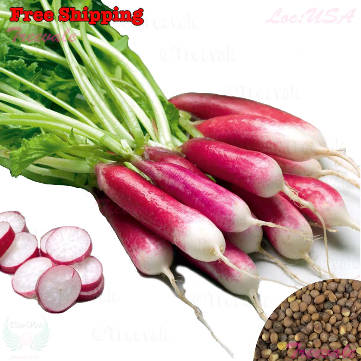 French Breakfast Radish, Red Radish, Radish SEEDS | Vegetable Seeds | Treevales