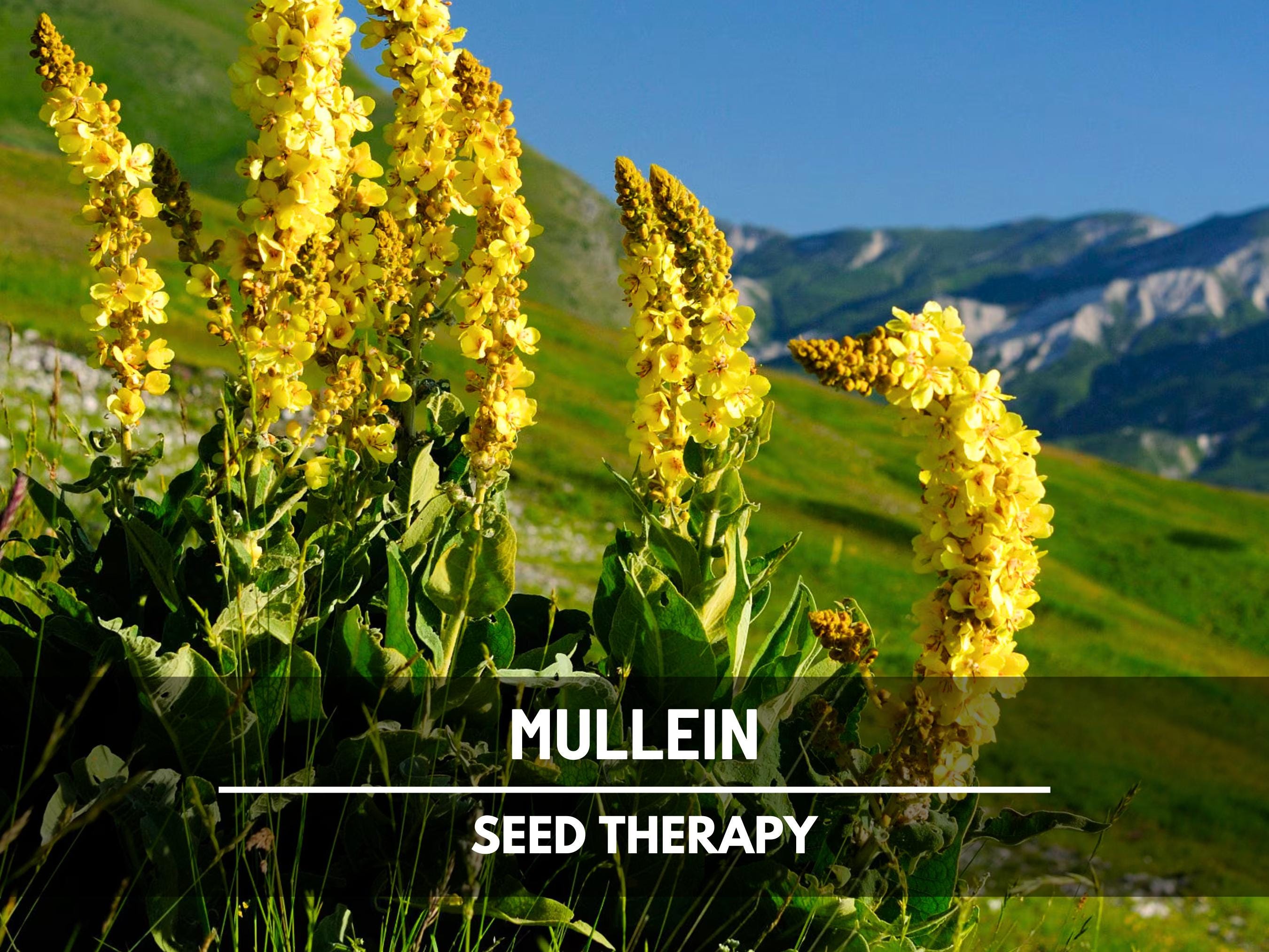 Mullein Seeds – Heirloom Herb, Verbascum Thapsus, Apothecary Garden, Herbal Remedy, Soothing Tea Herb | 100 Seeds