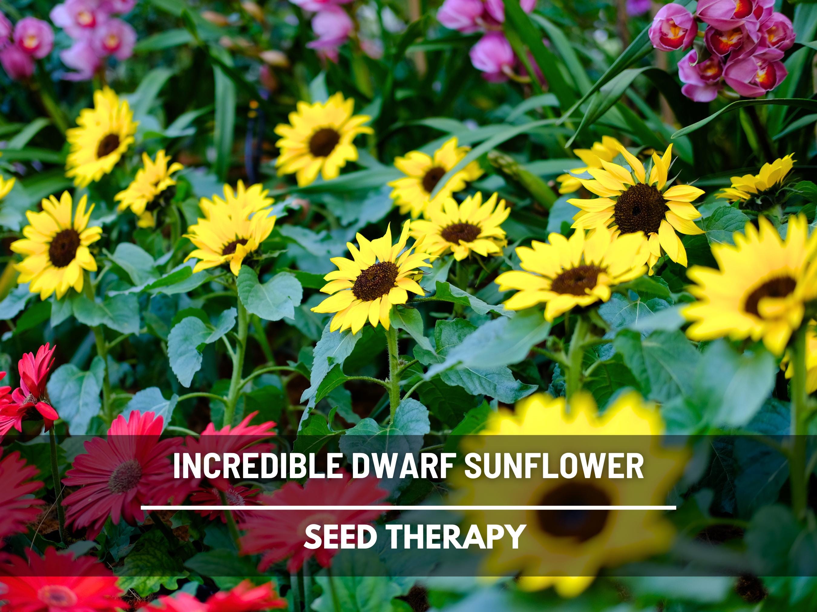 Sunflower, Incredible (Dwarf) - 20 Seeds - Heirloom Flower, Medicinal & Culinary Plant, 20" Tall, Container Garden (Helianthus annuus)
