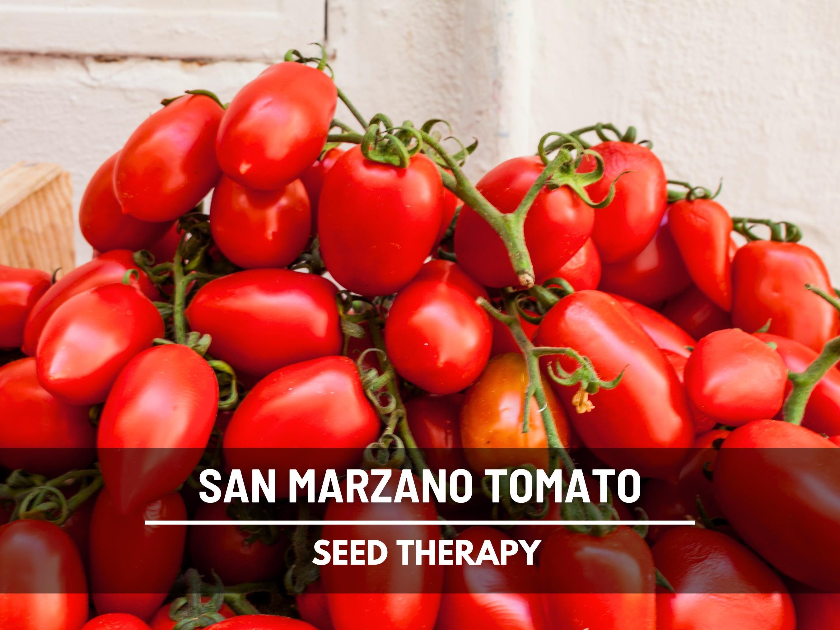 San Marzano Tomato Seeds – Heirloom Vegetable, Indeterminate Plant, Rich and Flavorful, Perfect for Tomato Sauce | 50 Seeds