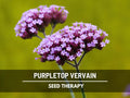 Purpletop Vervain Seeds – Heirloom, Purple Flowers, Butterfly Attracting, Native Wildflower, Garden Favorite | 100 Seeds