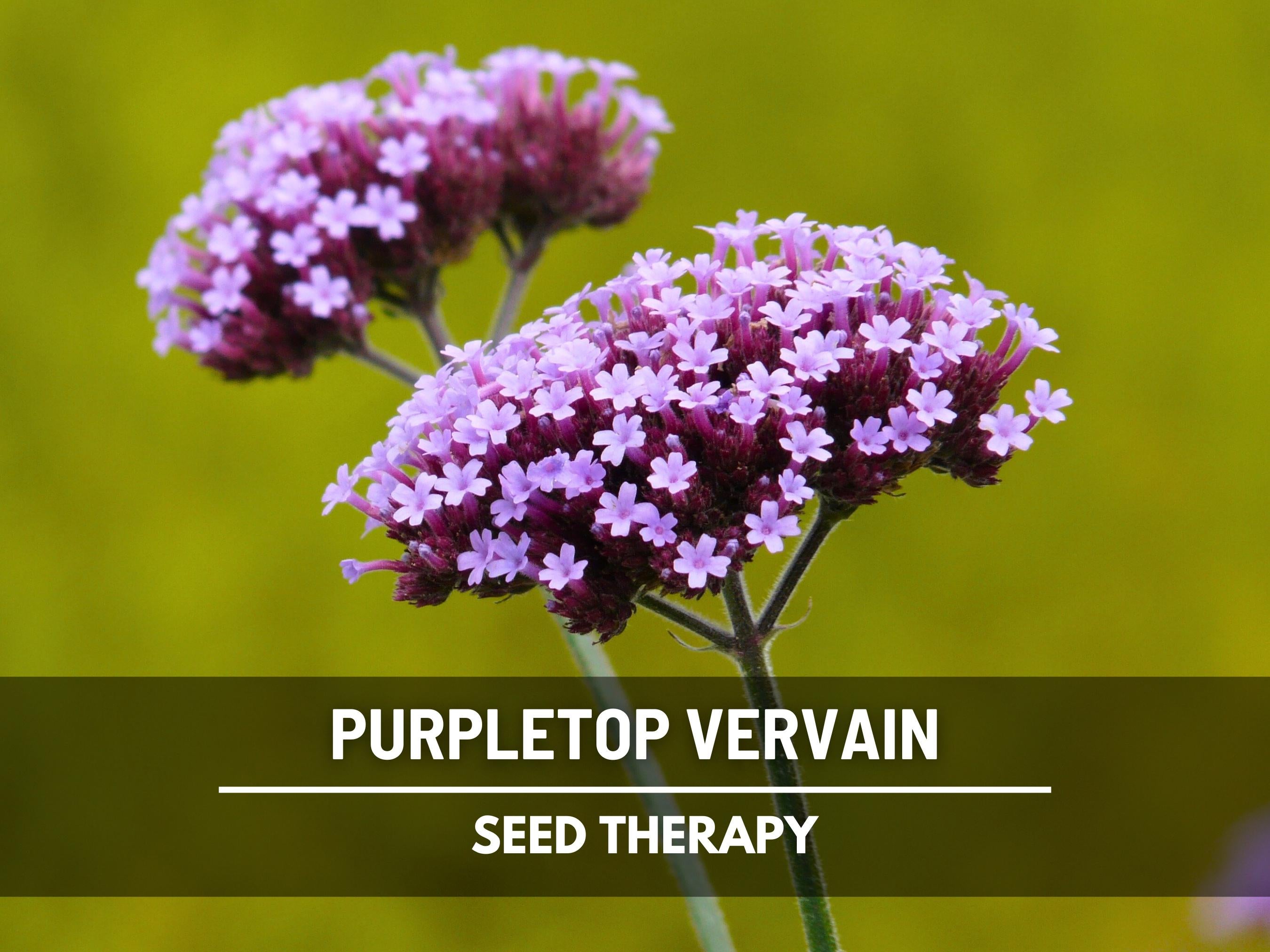 Purpletop Vervain Seeds – Heirloom, Purple Flowers, Butterfly Attracting, Native Wildflower, Garden Favorite | 100 Seeds