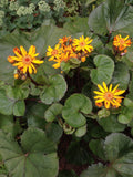 Ligularia ‘Brit-Marie Crawford’ – 20+ Seeds | Perennial | Bold Yellow Blooms & Dark Foliage | Pollinator-Friendly