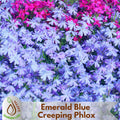 15+ Seeds| Emerald Blue Creeping Phlox Seeds - Cold Resistant - Drought Resistant - Evergreen - Potted - Plant in early Spring/Fall - #82