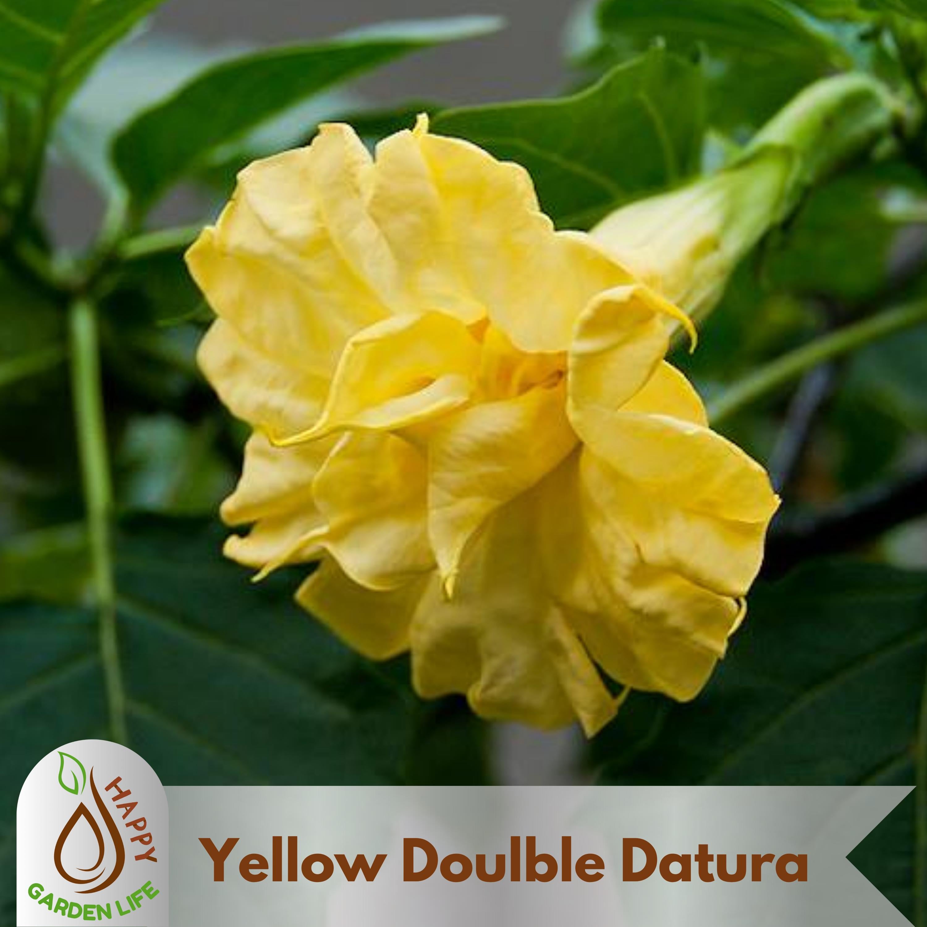 13 Seeds| Yellow Angels Datura Seeds - Flowering - Cold Sensitive - Angel's Trumpet - Devil’s Trumpet - Datura Flower - Flower Seeds #G001