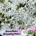 Snowflake Creeping Phlox Seeds - Cold Resistant -Drought Resistant -Evergreen - Fast Growing - Potted - Plant in early Spring/Fall - #86