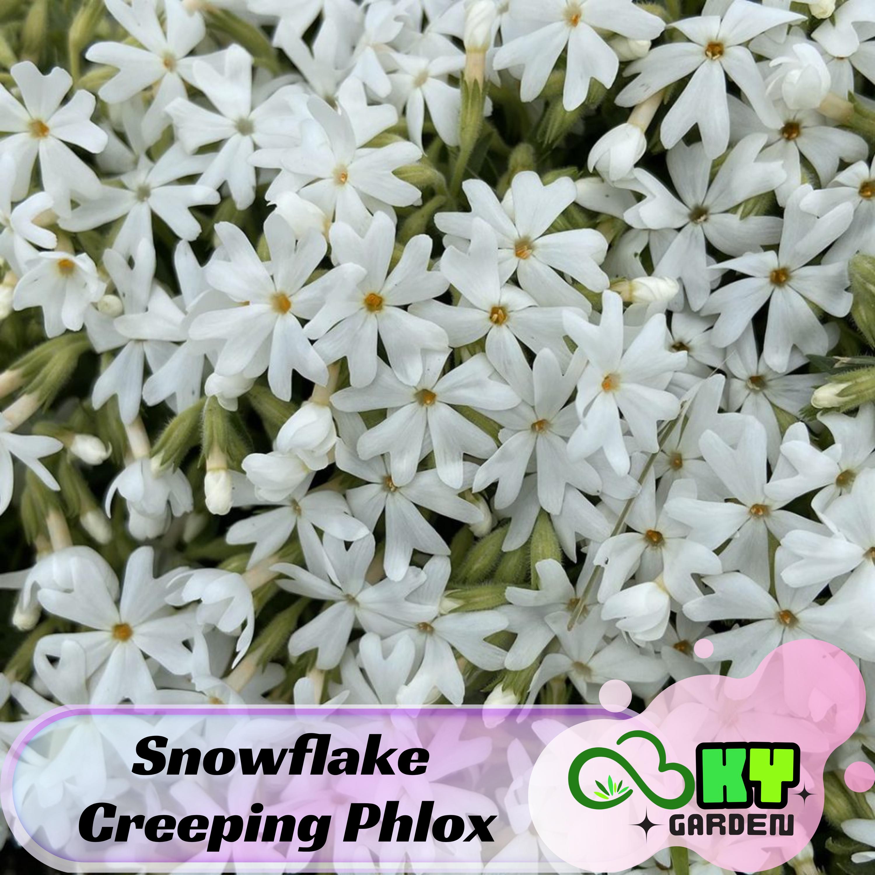 Snowflake Creeping Phlox Seeds - Cold Resistant -Drought Resistant -Evergreen - Fast Growing - Potted - Plant in early Spring/Fall - #86