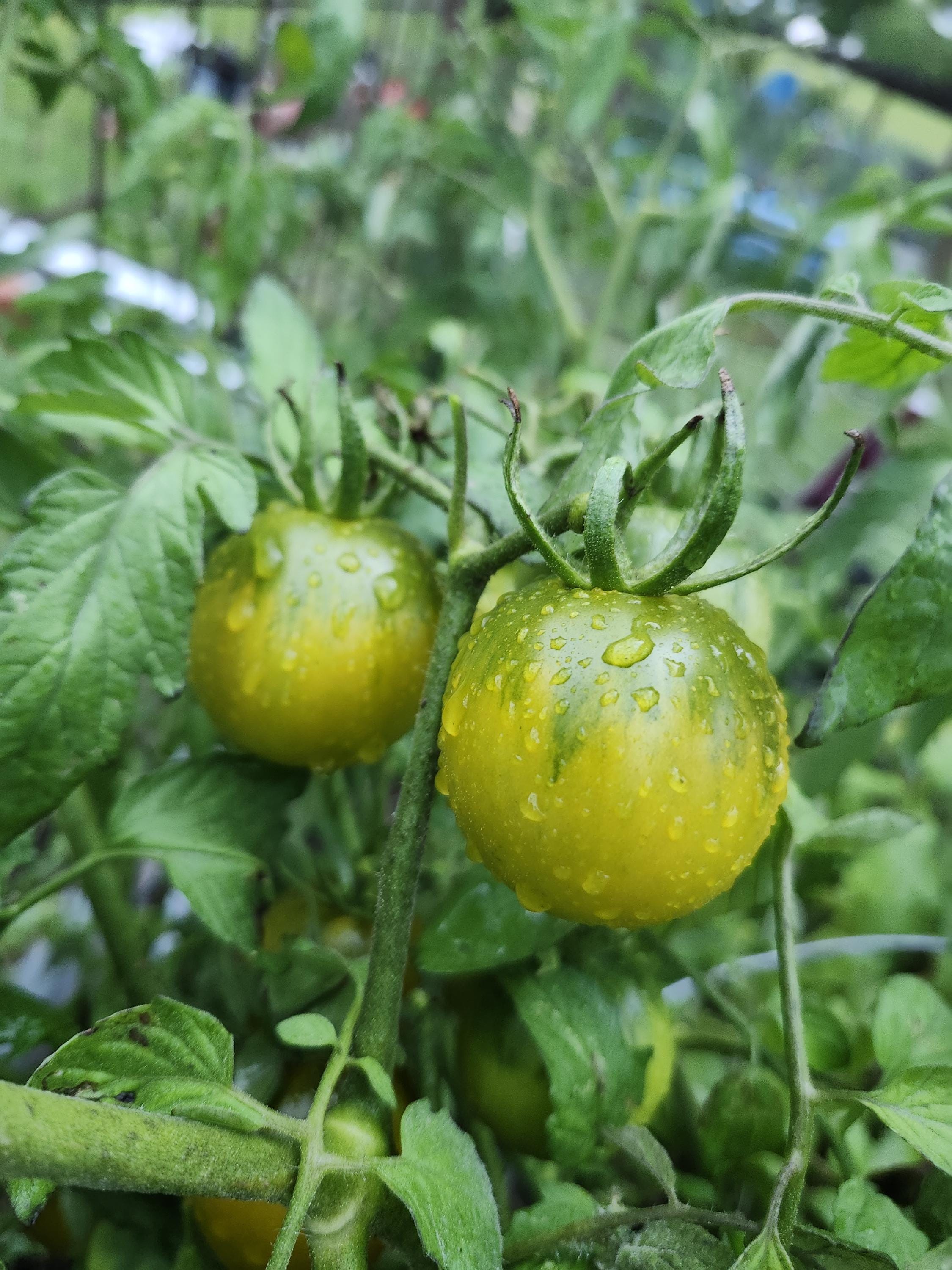 Bayou Moon Tomato Seeds (20+): Dwarf Heirloom, Yellow with Green Stripes