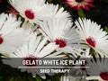 Gelato White Ice Plant Seeds – Heirloom Flower, Livingston Daisy, Bright White Blooms & Drought Tolerant Groundcover | 200 Seeds