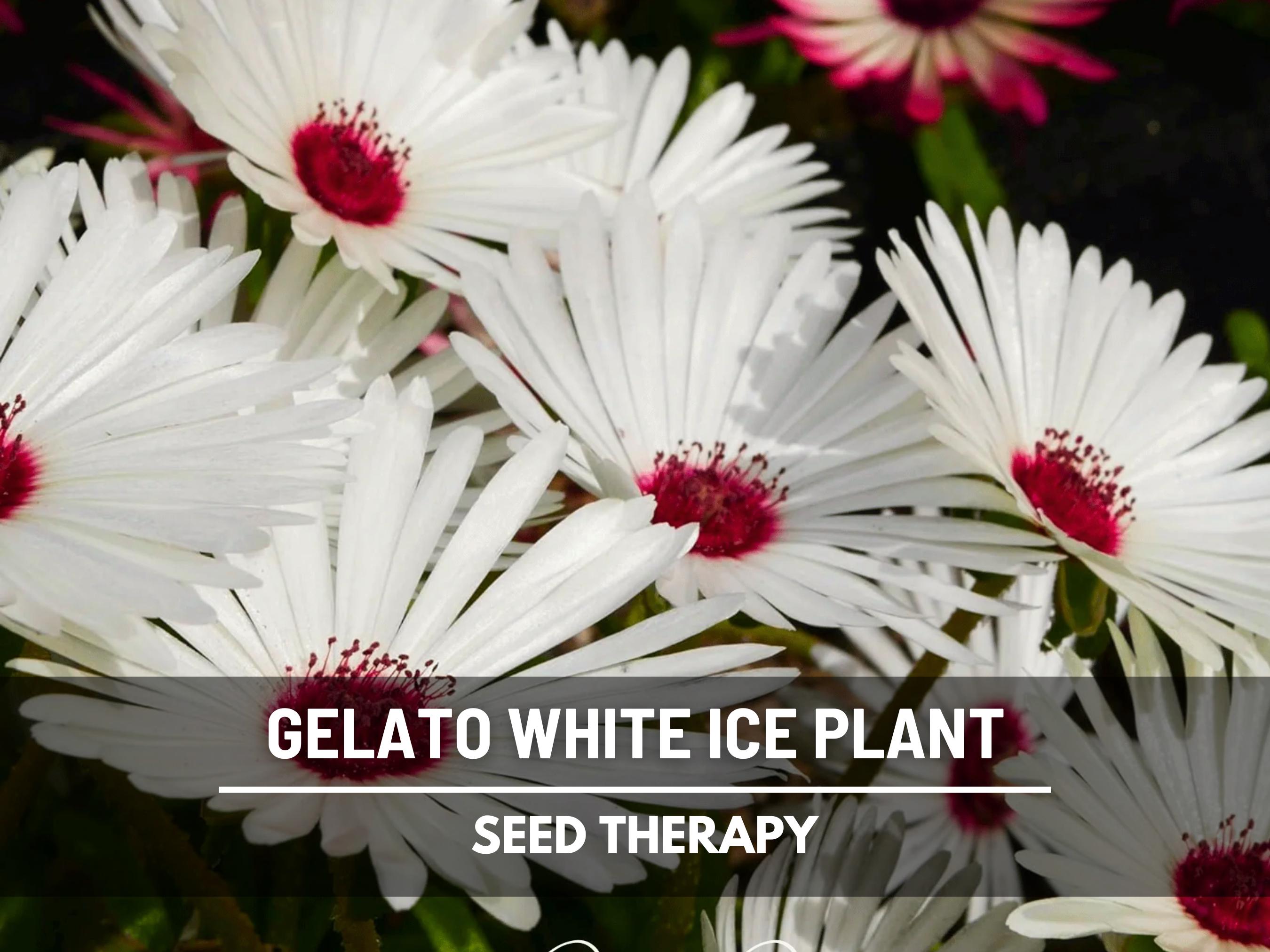Gelato White Ice Plant Seeds – Heirloom Flower, Livingston Daisy, Bright White Blooms & Drought Tolerant Groundcover | 200 Seeds