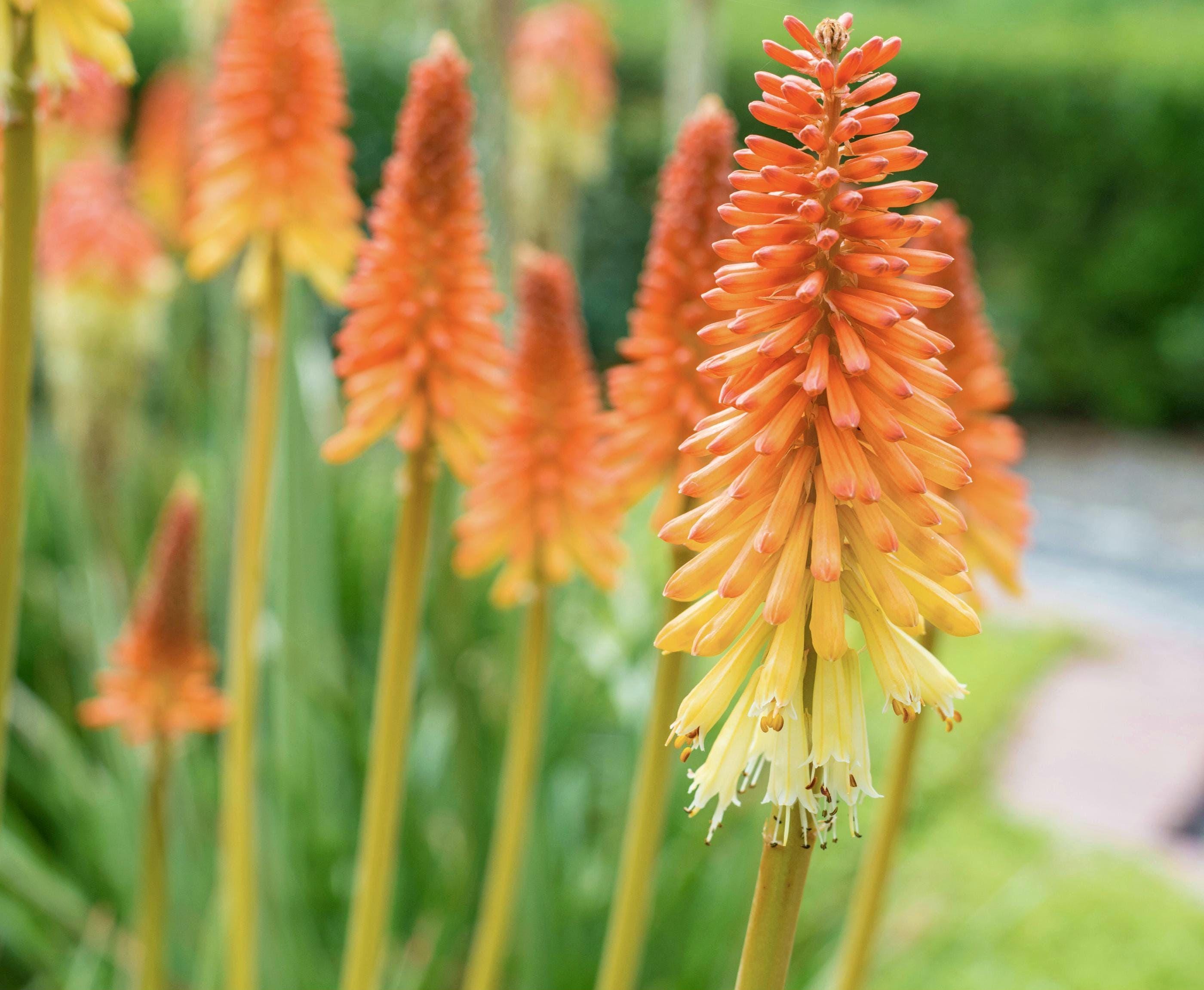 Torch Lily Flamenco Kniphofia uvaria Seeds - Red Hot Poker, Perennial Hummingbird Plant