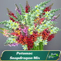 Potomac Snapdragon Mix Seeds – Tall Cut Flower Varietys  –  Friendly - Open - Pollinating - Plant in early Spring - 30 SEEDS - new4 - 45