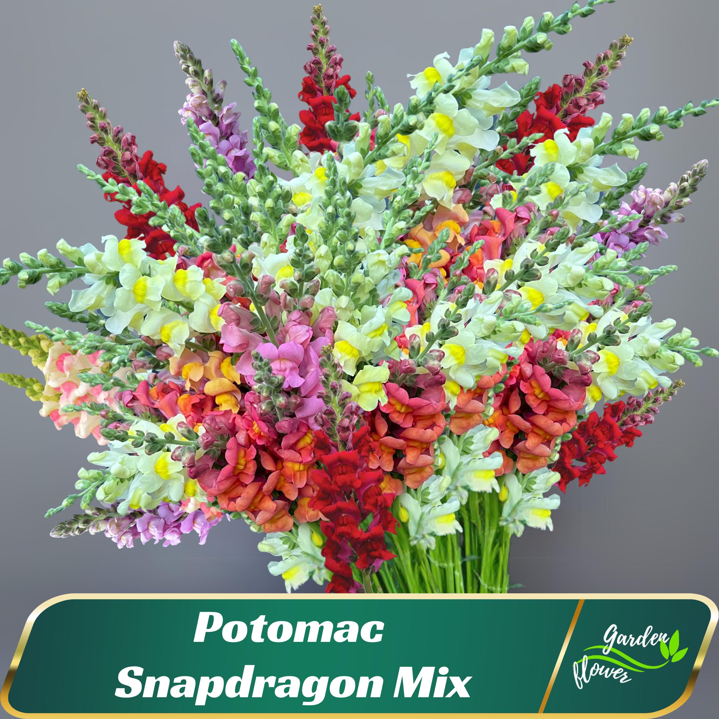 Potomac Snapdragon Mix Seeds – Tall Cut Flower Varietys  –  Friendly - Open - Pollinating - Plant in early Spring - 30 SEEDS - new4 - 45