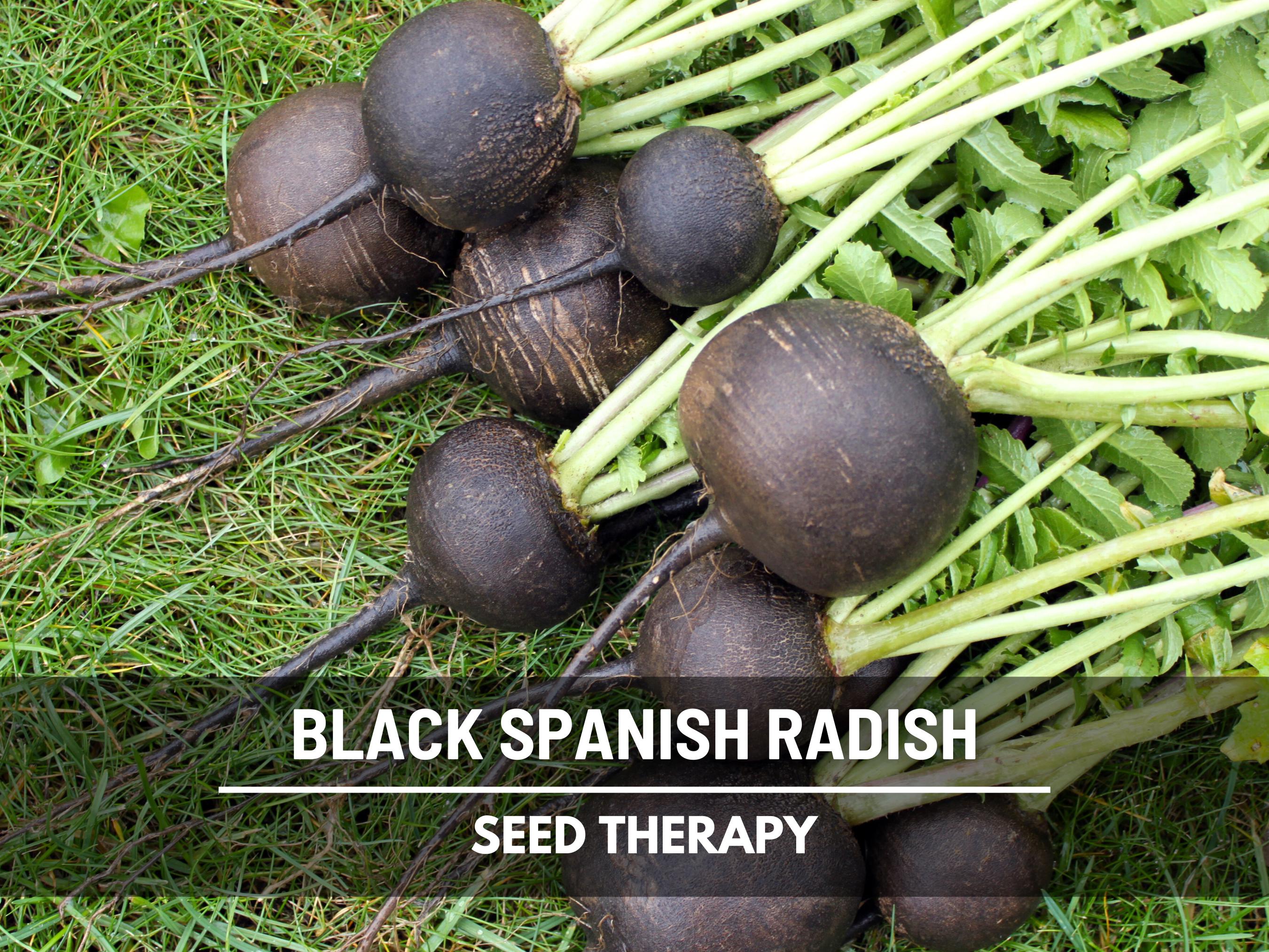 Black Spanish Radish Seeds – Heirloom Vegetable, Large Round Radishes, Dark Black Skin, Crisp White Flesh | 250 Seeds