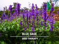 Blue Sage Seeds – Heirloom Herb, Mealy Sage, Fragrant Blue Flowers, Medicinal, Non-GMO, Garden Favorite | 100 Seeds