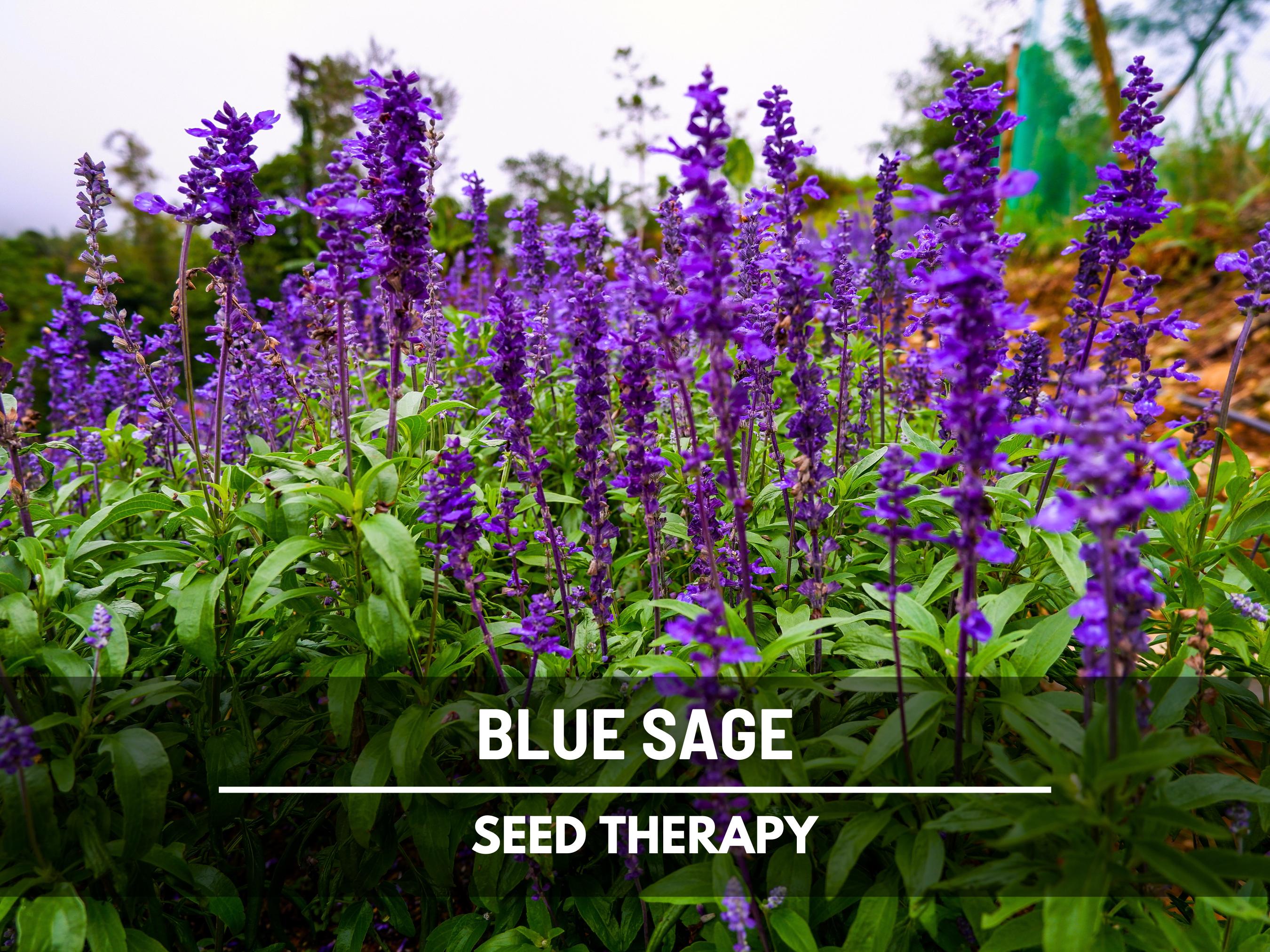 Blue Sage Seeds – Heirloom Herb, Mealy Sage, Fragrant Blue Flowers, Medicinal, Non-GMO, Garden Favorite | 100 Seeds