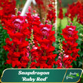 Snapdragon 'Ruby Red' Seeds – Deep Crimson Heirloom Blooms –  Friendly - Open - Pollinating - Plant in early Spring - 30 SEEDS - new4 -68