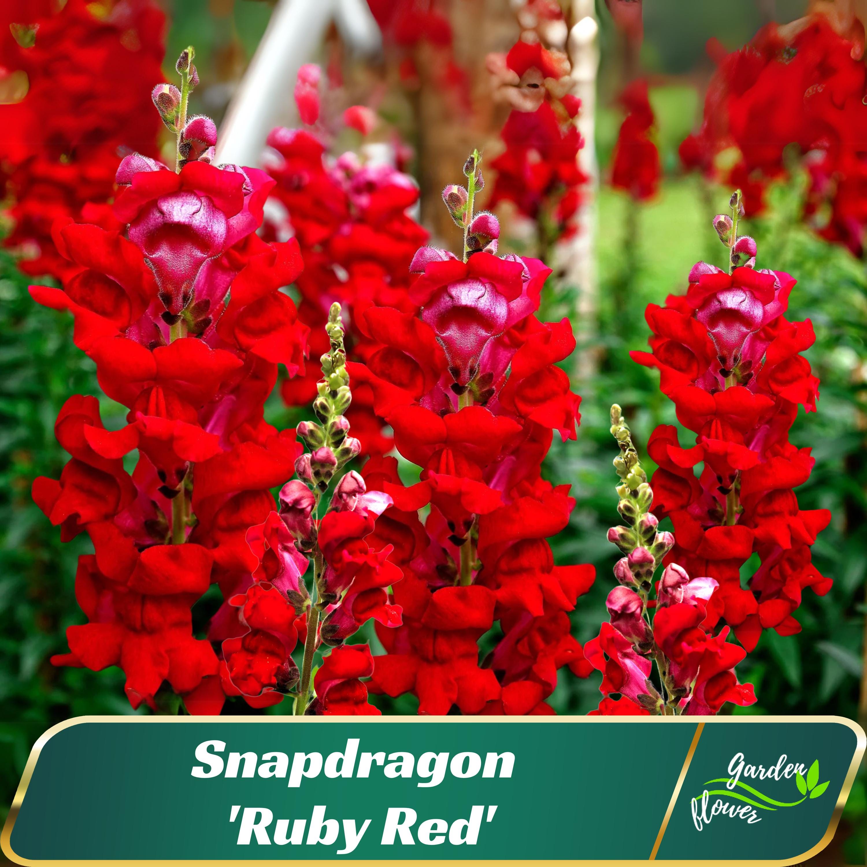 Snapdragon 'Ruby Red' Seeds – Deep Crimson Heirloom Blooms –  Friendly - Open - Pollinating - Plant in early Spring - 30 SEEDS - new4 -68