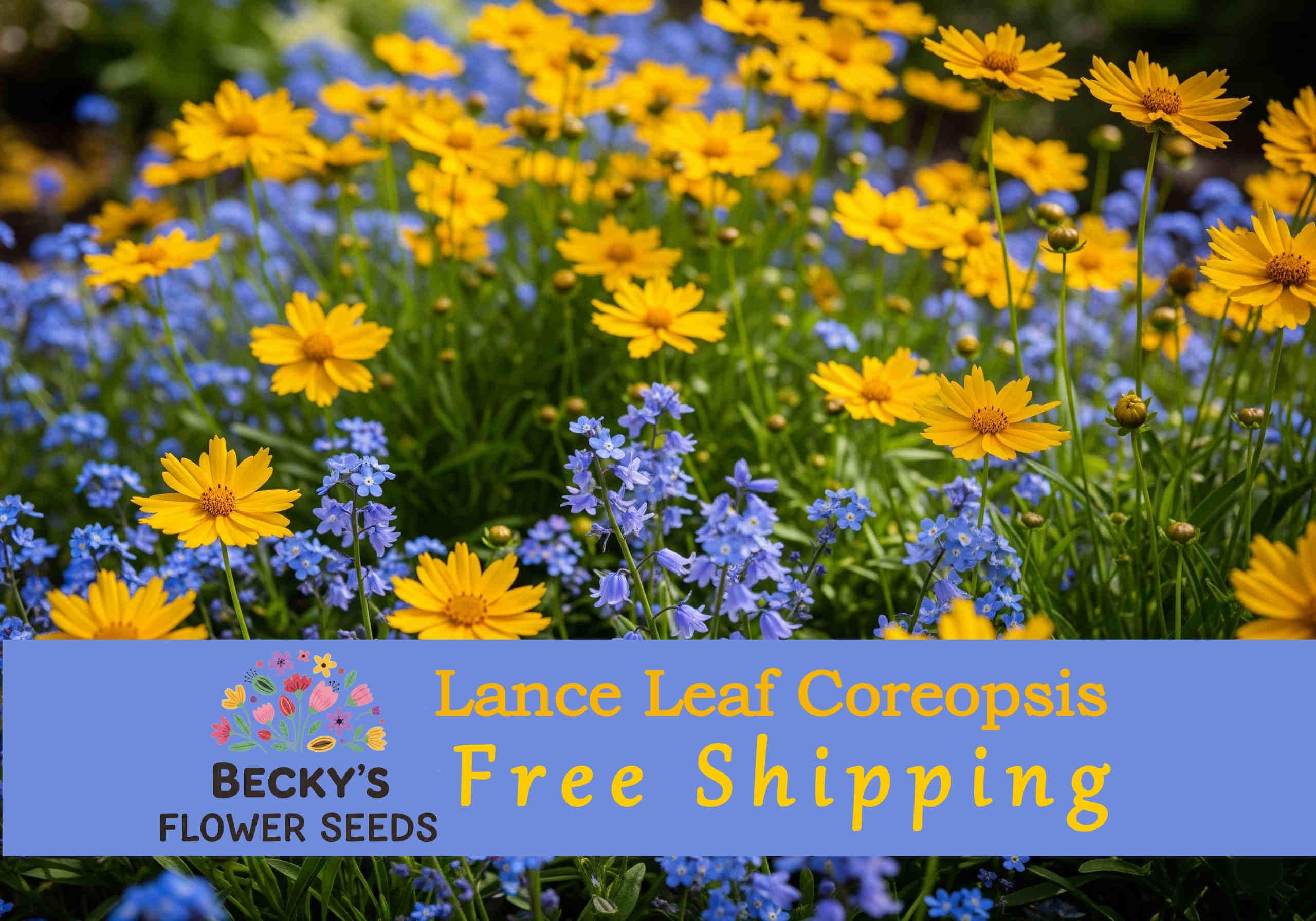 30+ Lance Leaf Leaved Coreopsis Flower Seed