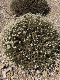 Eriogonum fasciculatum, California Buckwheat, Flat-topped Buckwheat (200-seed per packet)