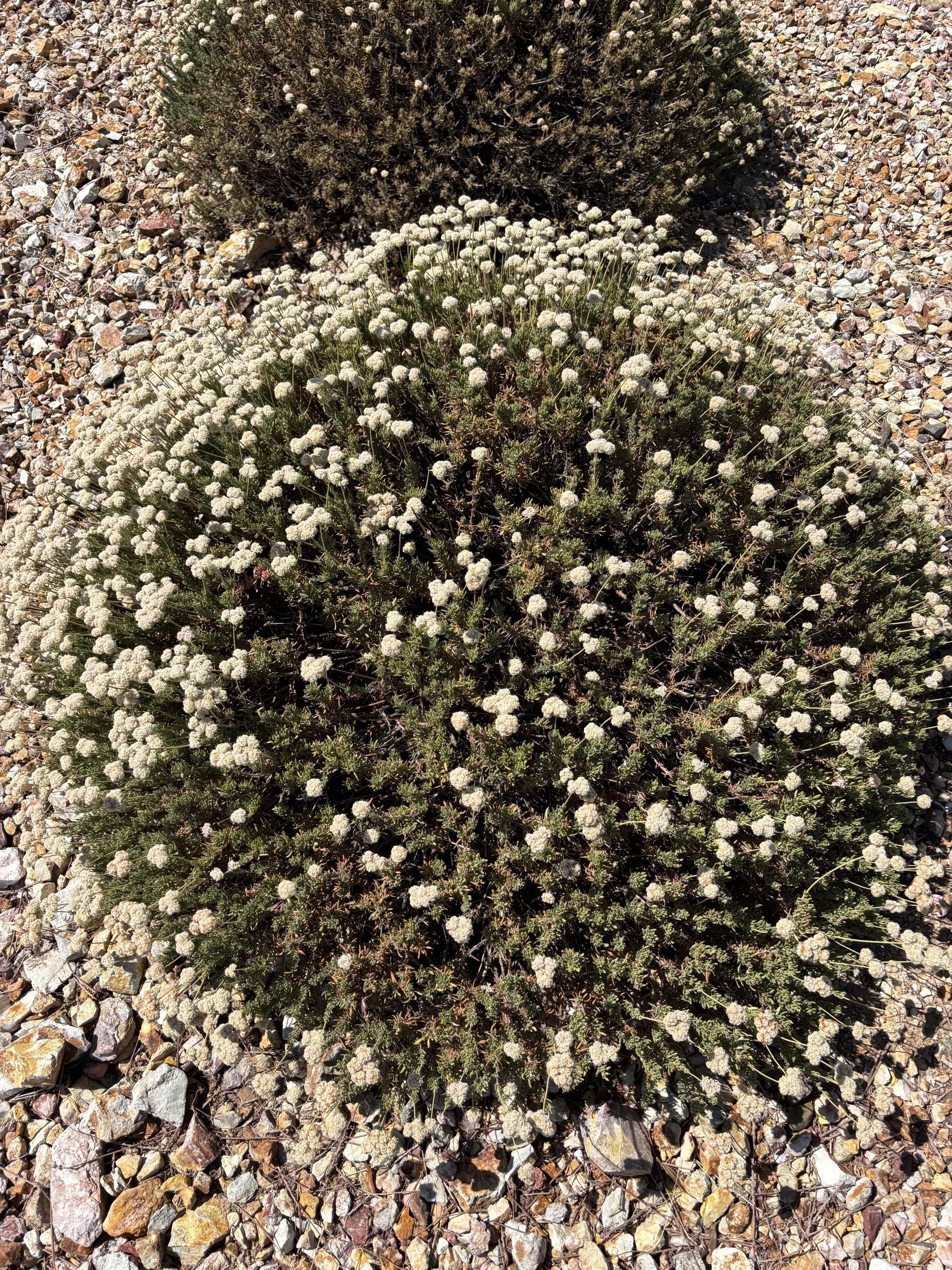 Eriogonum fasciculatum, California Buckwheat, Flat-topped Buckwheat (200-seed per packet)