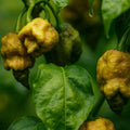 Pepper X Chili Seeds: Extremely Hot, USA Grown, Organic Non-GMO