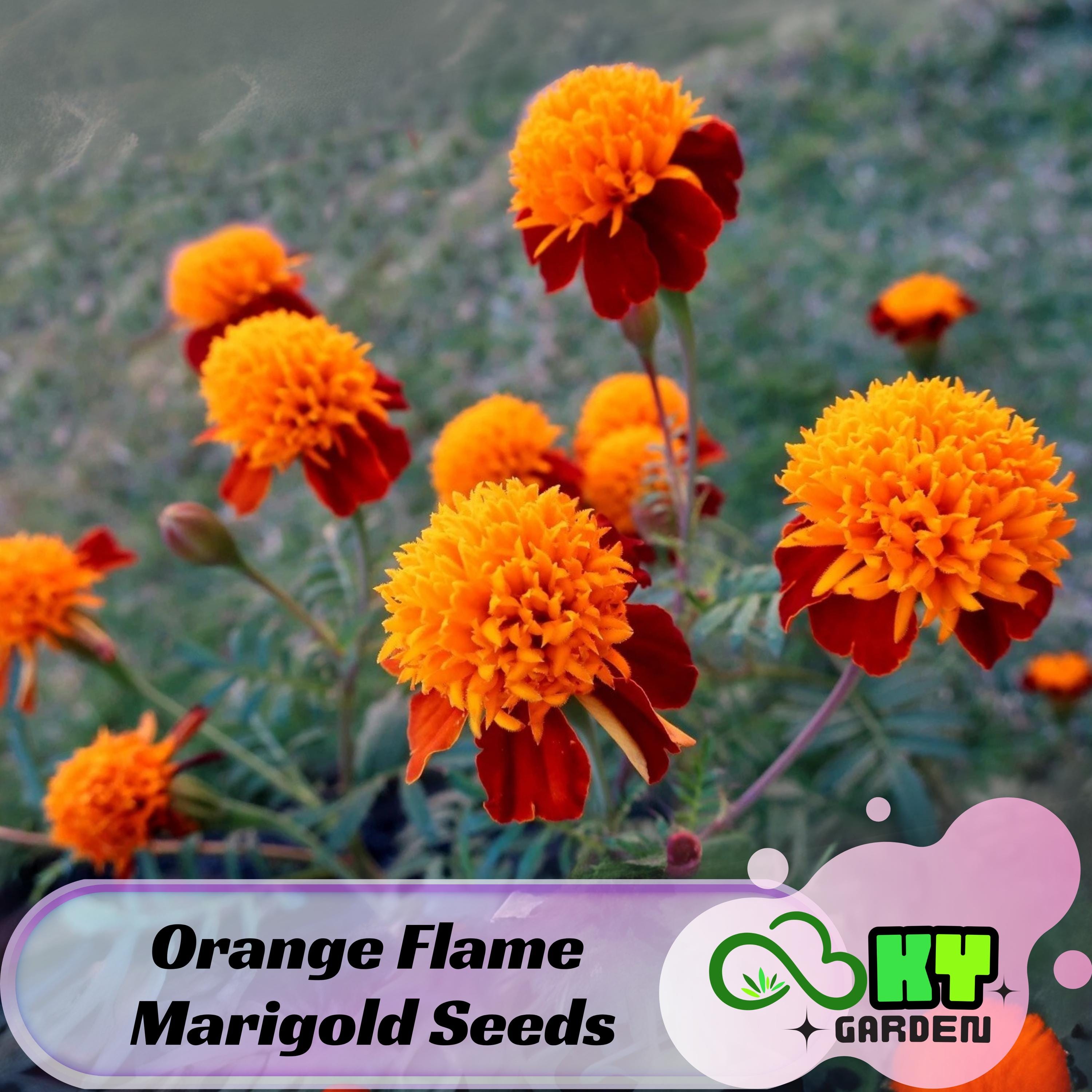 Orange Flame Marigold Seeds - Edible -Open-Pollinating -Potted -Draft Resistant -Cold Resistant -Dwarf -Plant in Spring/After frost #284