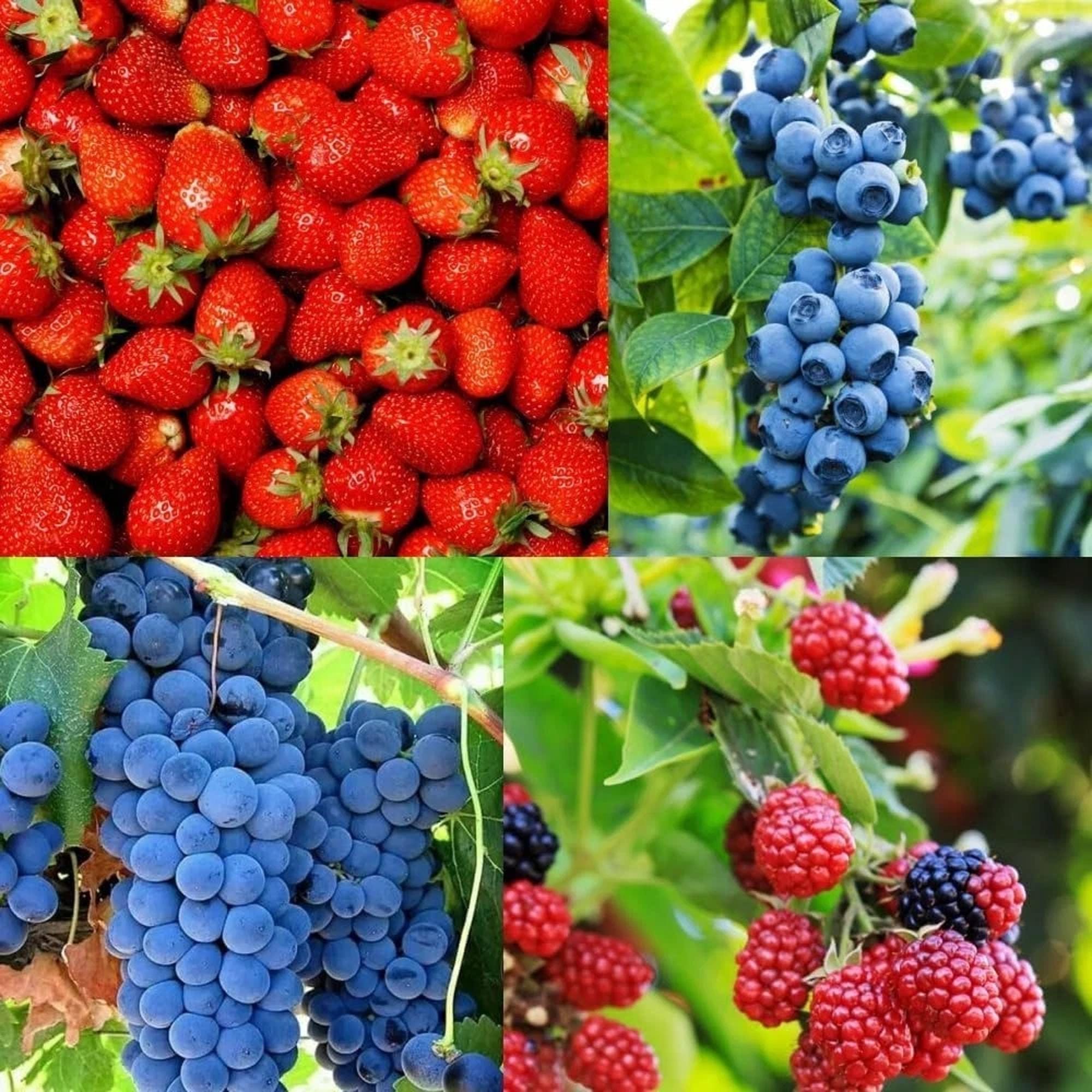 1000+ Seeds | Mixed Fruit & Berry Seeds | Strawberry, Blueberry, Melon, Raspberry | Heirloom Non-GMO Garden Seed Pack