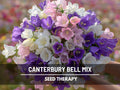 Canterbury Bells Mix Seeds – Heirloom Flower with Tall Spikes of Bell-Shaped Blooms in Purple, Pink, Blue and White | 100 Seeds