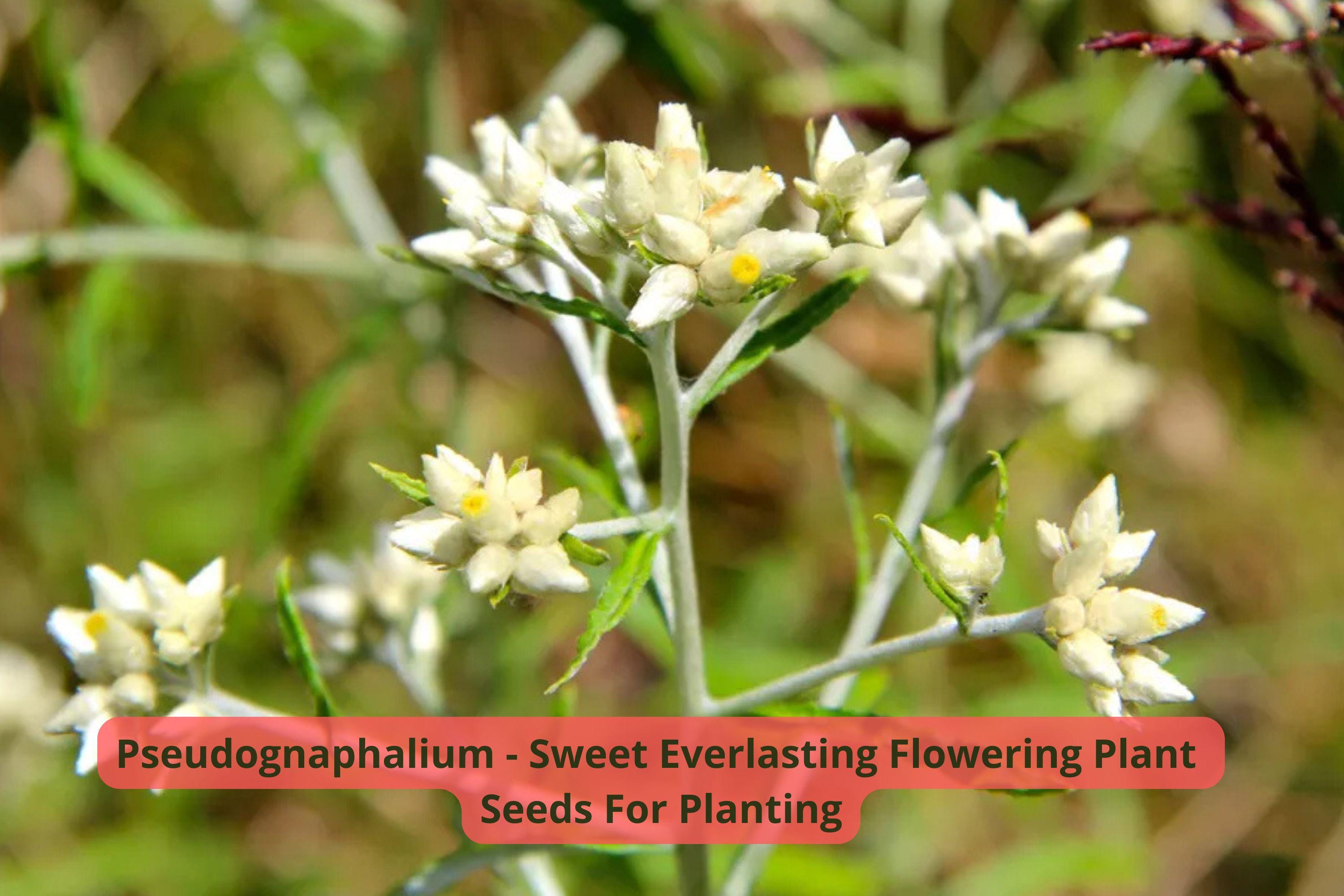30 mg Sweet Everlasting Seeds | Pseudognaphalium obtusifolium | Fragrant Native Wildflower | Dried Flower Favorite | Easy to Grow