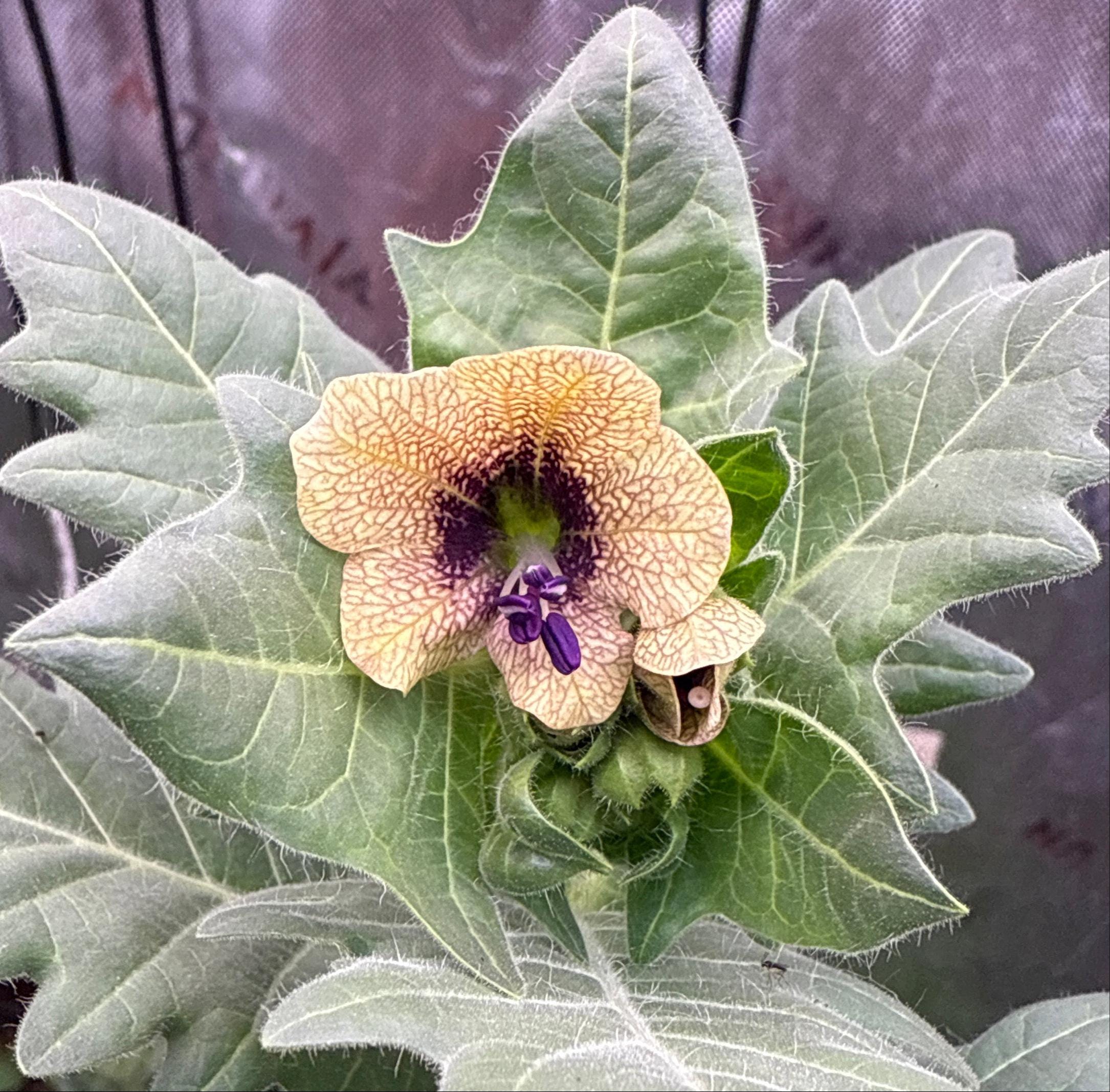 100 Henbane seeds (Hyoscyamus niger)