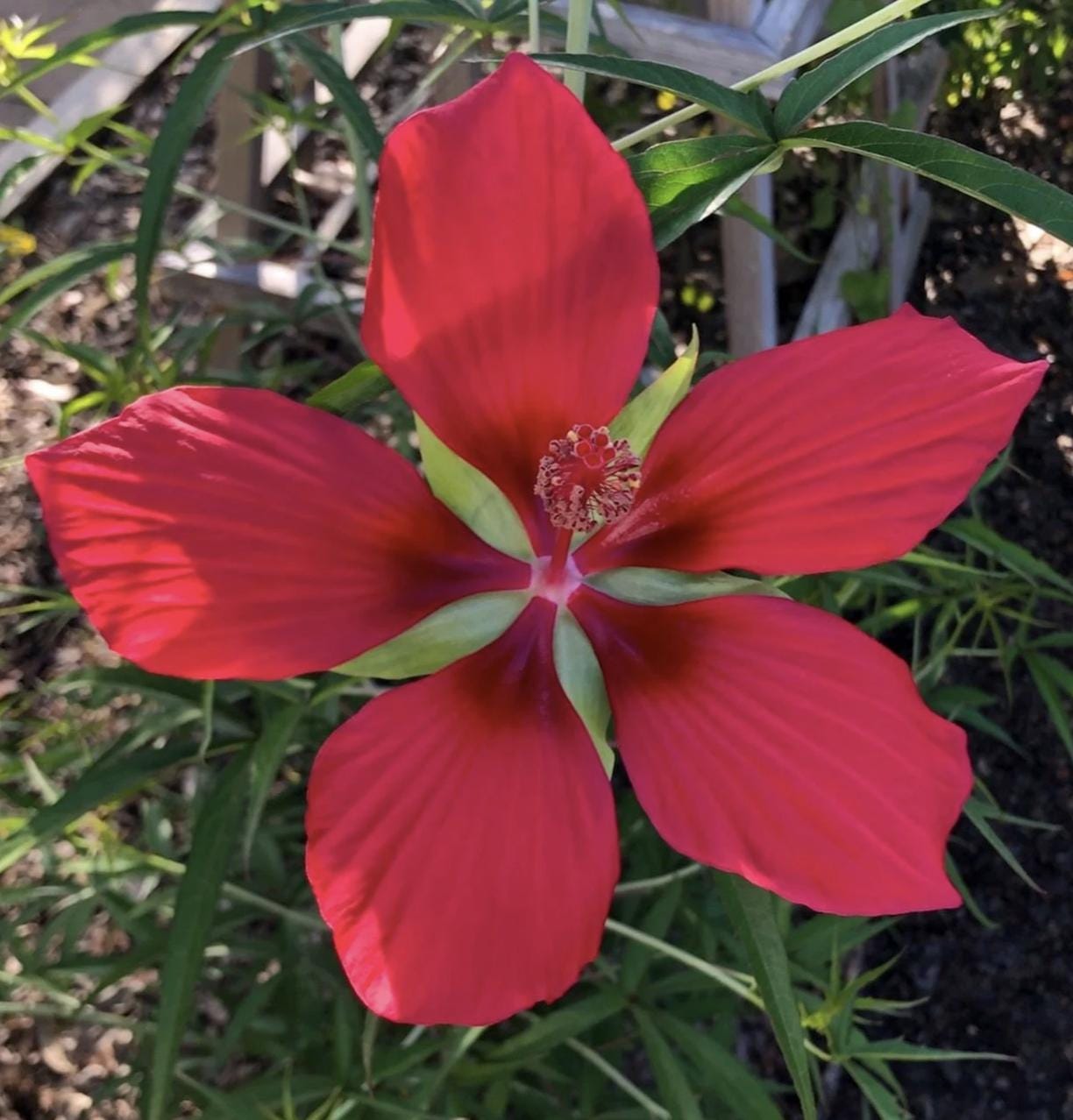 Hibiscus coccineus ‘Texas Star’ – 20 Seeds | Hardy Perennial | Giant Red Blooms | Pollinator Magnet