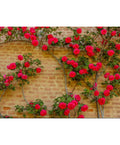 Red Climbing Rose Seeds: Rare Heirloom Variety, Vertical Blooms