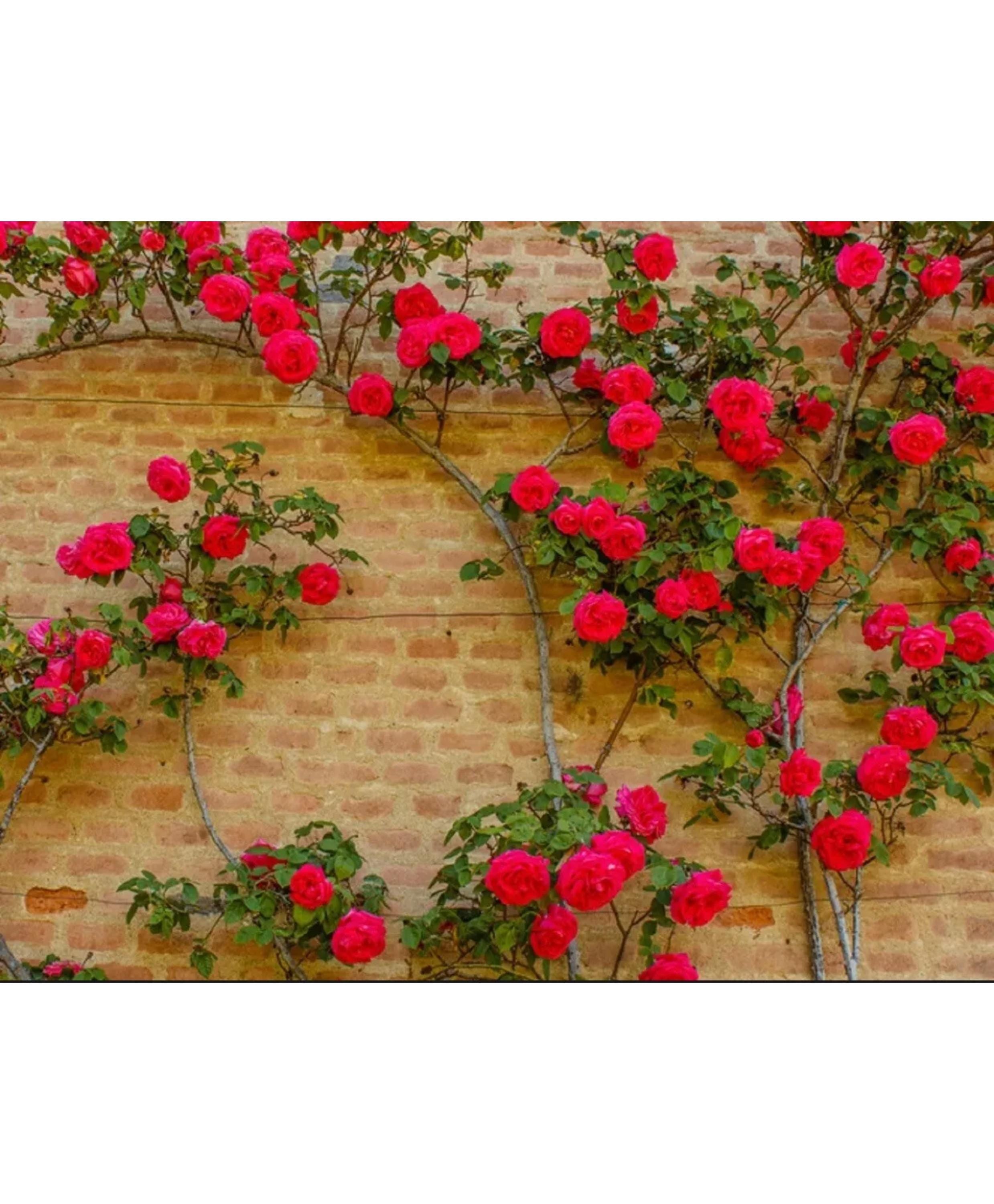 Red Climbing Rose Seeds: Rare Heirloom Variety, Vertical Blooms