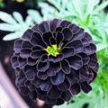 25+ Hybrid Black Marigold Seeds, Deep Maroon to Black Blooms, Unique Annual Flower for Pollinator Gardens, Beds, and Containers