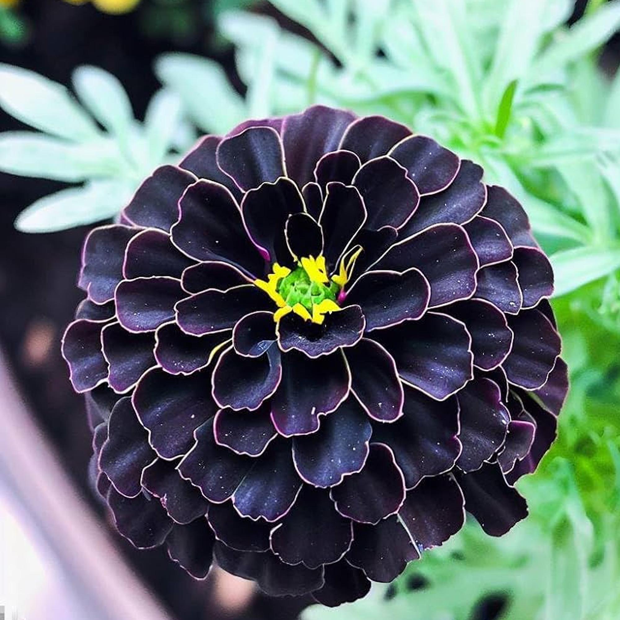 25+ Hybrid Black Marigold Seeds, Deep Maroon to Black Blooms, Unique Annual Flower for Pollinator Gardens, Beds, and Containers