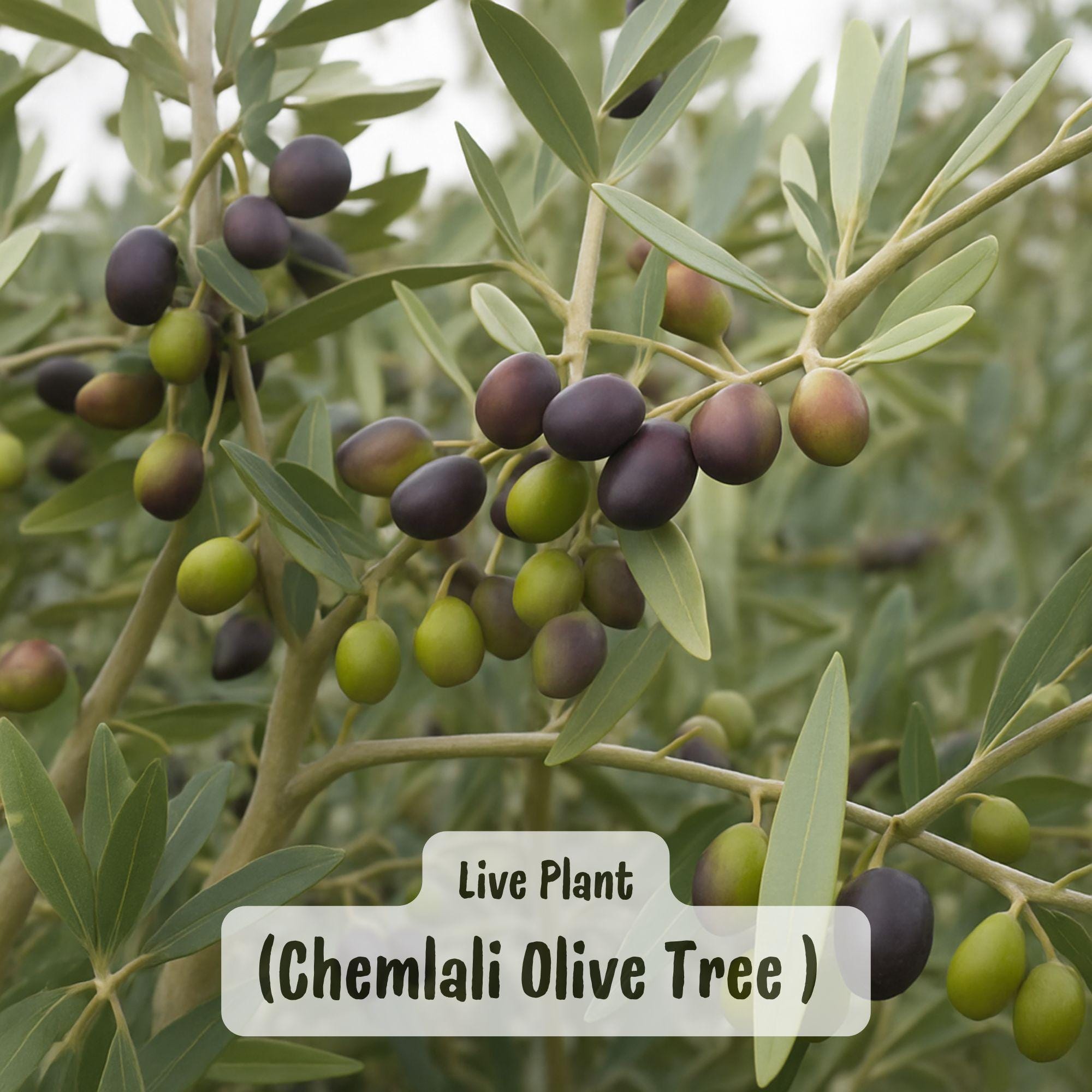 Chemlali Olive Tree Live Plug Plant: Rare Tunisian Variety, Edible & Hardy