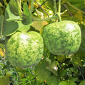 Apple Gourd 5 Ct Lagenaria Siceraria Vegetable Garden NON-GMO USA