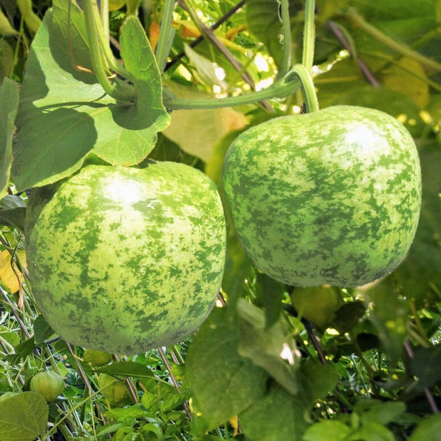 Apple Gourd 5 Ct Lagenaria Siceraria Vegetable Garden NON-GMO USA