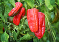 Padron pepper seeds