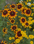 Gloriosa Daisies 100+ Seeds, Perennial