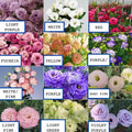 25 Lisianthus Flower Seeds – Mixed Colors – Elegant Long-Lasting Blooms for Garden, Bouquet, or Container Planting